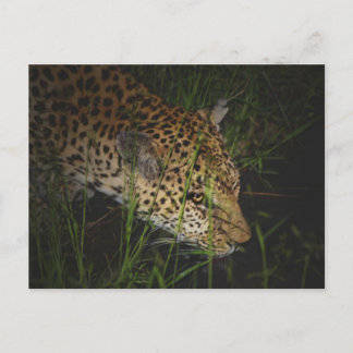 Leopard drinking in the wild safari postcards