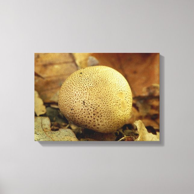 Leopard Earthball Fungus Canvas Print (Front)
