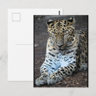 Leopard Eyes Shut Postcard