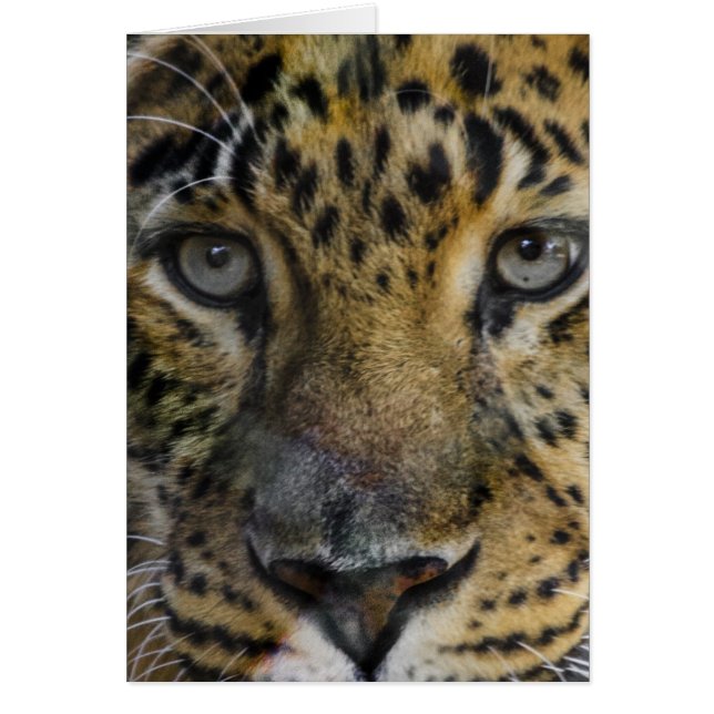 Leopard Face of Hunger (Front)