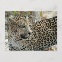 Leopard Face Side View