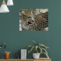 Leopard Face Side View