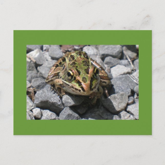 Leopard Frog Postcard (Front)