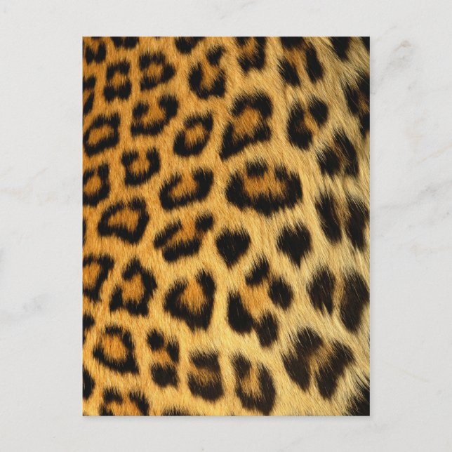 Leopard Fur Print Postcard (Front)