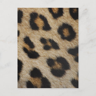 Leopard Fur Texture Pattern Postcard