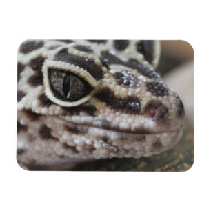 Leopard Gecko Eyes Mouth  Face Close Up Magnet