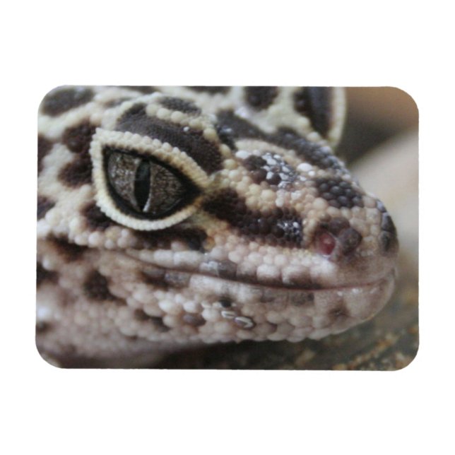 Leopard Gecko Eyes Mouth  Face Close Up Magnet (Horizontal)