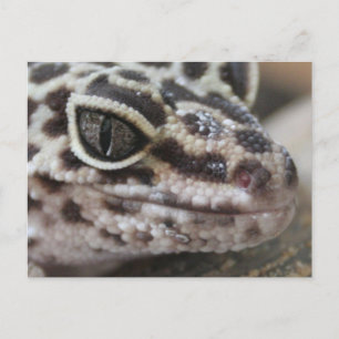 Leopard Gecko Eyes Mouth Face Close Up Postcard