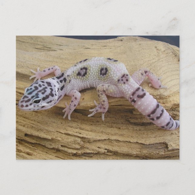 Leopard Gecko Postcard (Front)