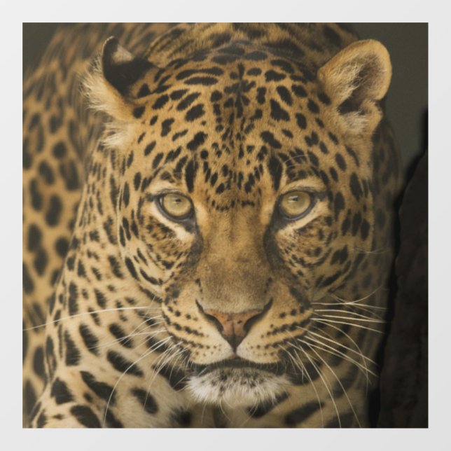 LEOPARD GLASS WINDOW CLING (Sheet)