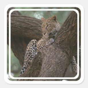 Leopard Habitat Stickers