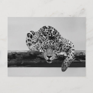 Leopard in black and white postcard