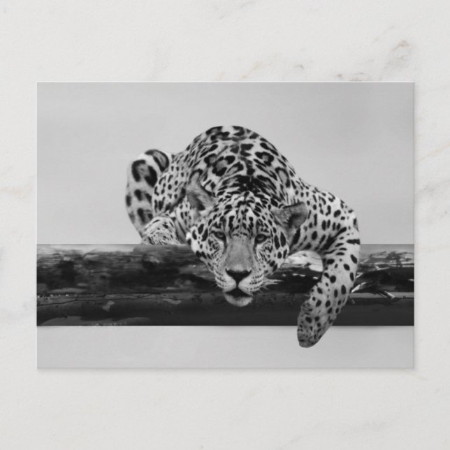 Leopard in black and white postcard (Front)