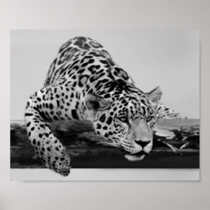 Leopard in black and white poster