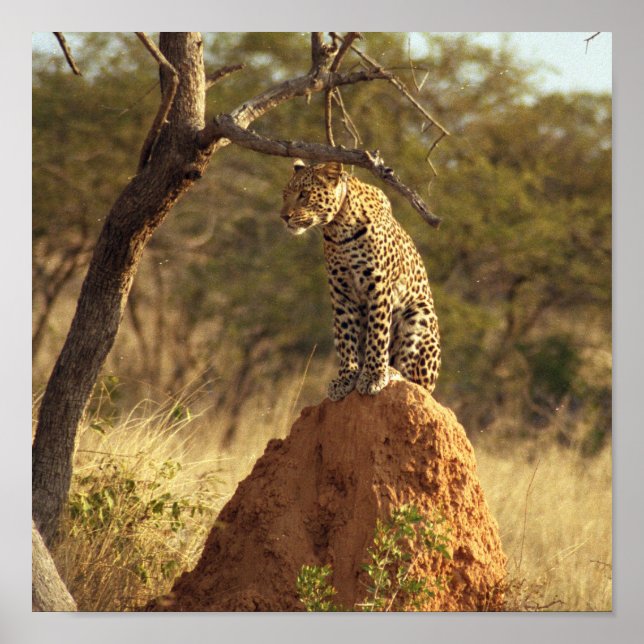 Leopard in Namibia, Africa Poster (Front)