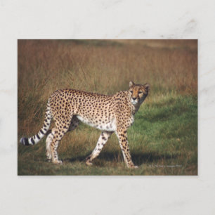 Leopard in plain postcard