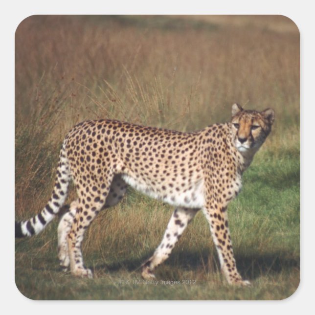 Leopard in plain square sticker (Front)