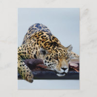 Leopard in the tree II