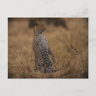 Leopard In The Wild Postcard