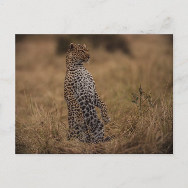 Leopard In The Wild Postcard (Front)
