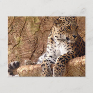 Leopard Invitation