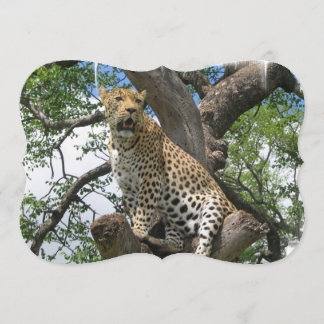 Leopard Invitation