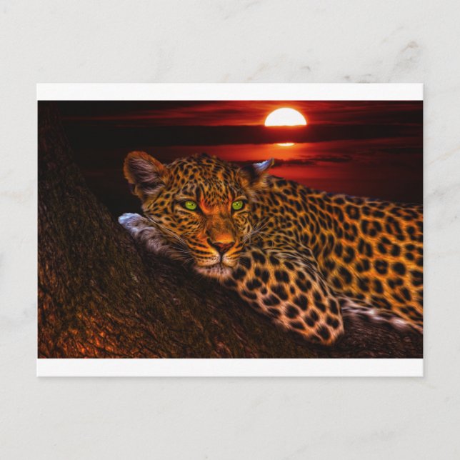 leopard kitty postcard (Front)
