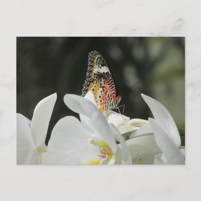 Leopard Lacewing Butterfly on White Orchid Postcar Postcard (Front)