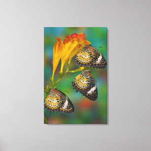 Leopard Lacewing tropical butterflies (Cethosia Canvas Print