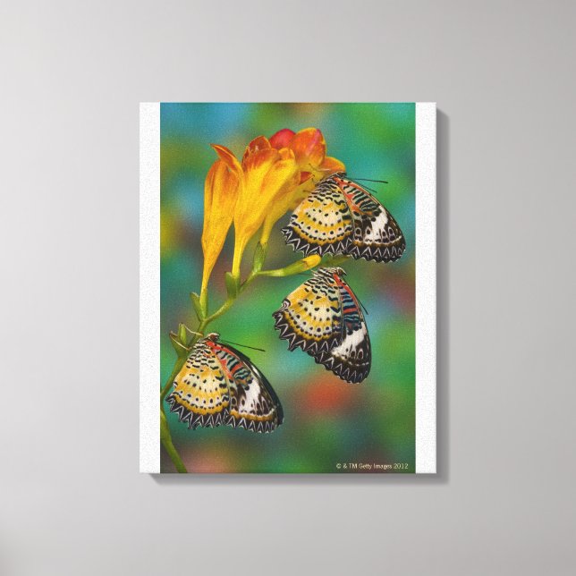 Leopard Lacewing tropical butterflies (Cethosia Canvas Print (Front)