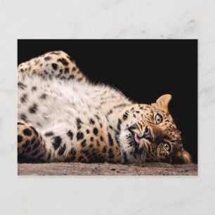Leopard Laying on her Back Postcard