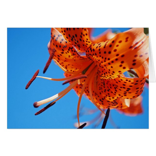 Leopard lily (Front Horizontal)