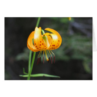 Leopard lily, Sequoia National Park