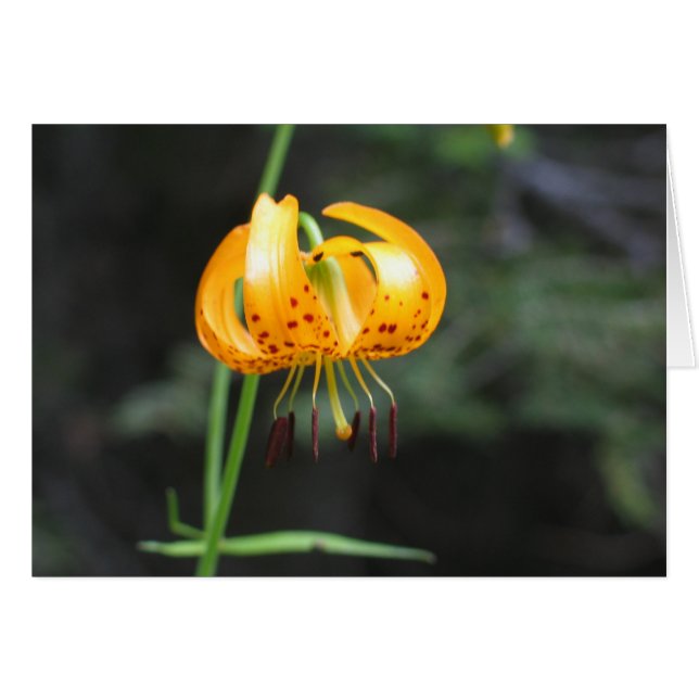 Leopard lily, Sequoia National Park (Front Horizontal)