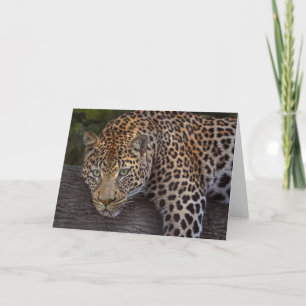 Leopard Lounging Card