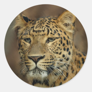 leopard lovers art classic round sticker