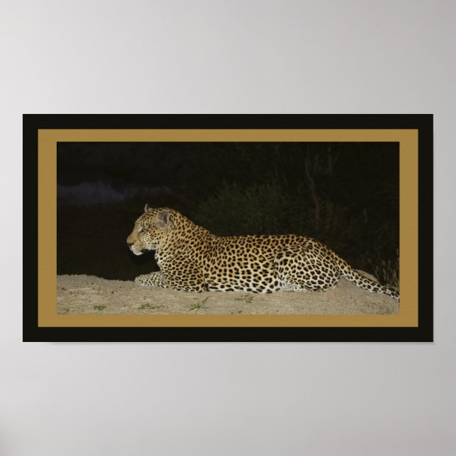 Leopard lying on sand bank poster (Front)