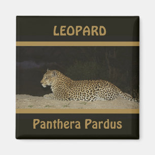 Leopard lying on sand bank wildlife magnets