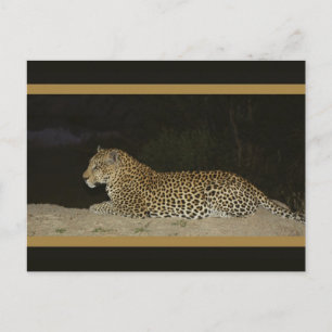 Leopard lying on sand bank wildlife postcards