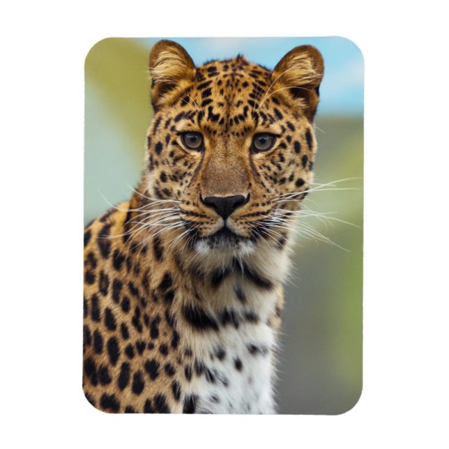 Leopard Magnet (Vertical)