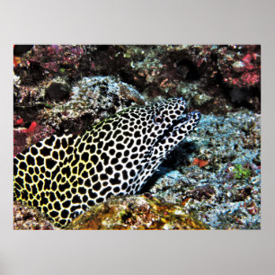 Leopard Moray VII Poster