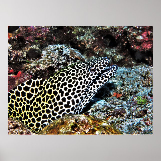 Leopard Moray VII Poster (Front)