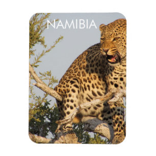 Leopard, Namibia Magnet