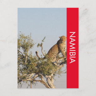 Leopard, Namibia Postcard