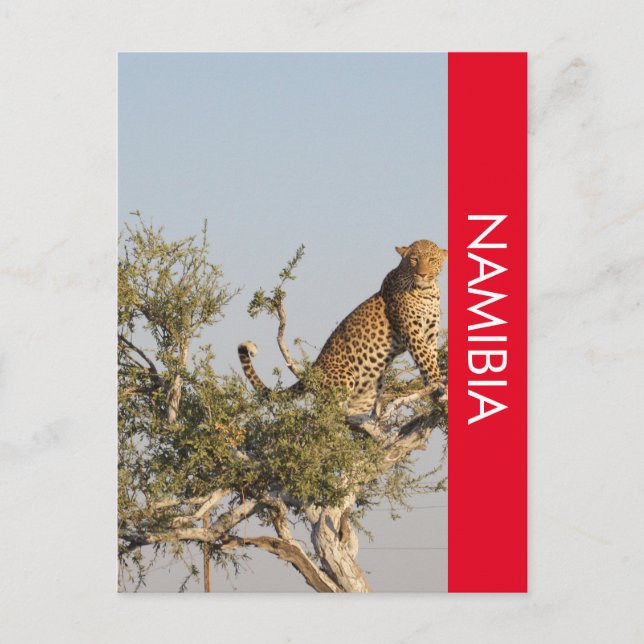 Leopard, Namibia Postcard (Front)