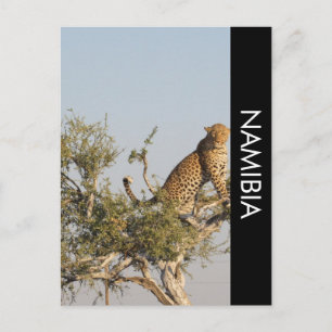 Leopard, Namibia Postcard