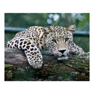 Leopard on a Log Poster