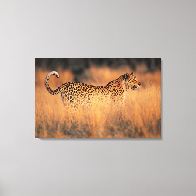 Leopard (Panthera pardus) Canvas Print (Front)