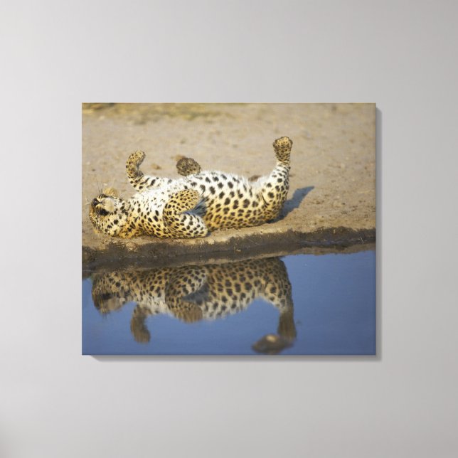 Leopard (Panthera pardus) female rolling on Canvas Print (Front)