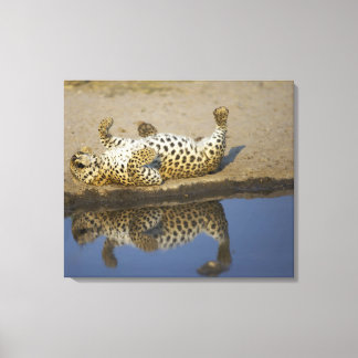 Leopard (Panthera pardus) female rolling on Canvas Print